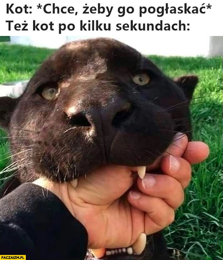 Kot chce żeby go pogłaskać vs też kot po kilku sekundach gryzie rękę
