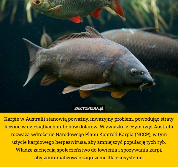 Karpie w Australii stanowią poważny, inwazyjny problem, powodując straty