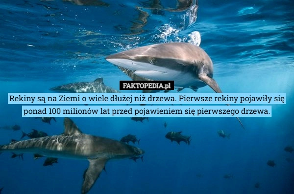 Rekiny są na Ziemi o wiele dłużej niż drzewa. Pierwsze rekiny pojawiły się