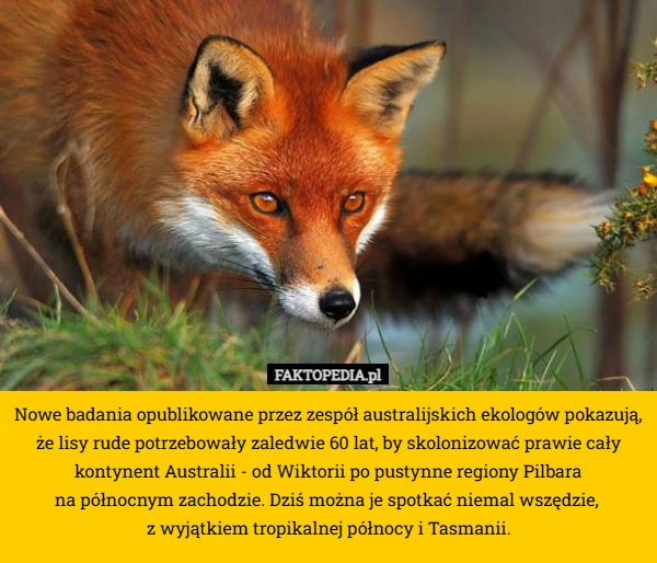 Nowe badania opublikowane przez zespół australijskich ekologów pokazują,