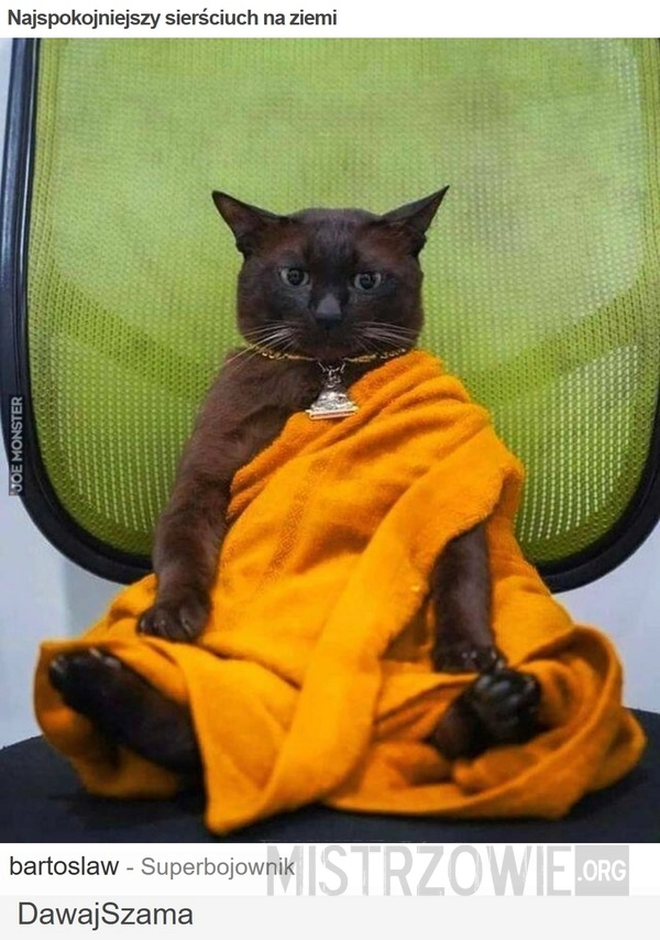 
    Najspokojniejszy sierściuch na ziemi