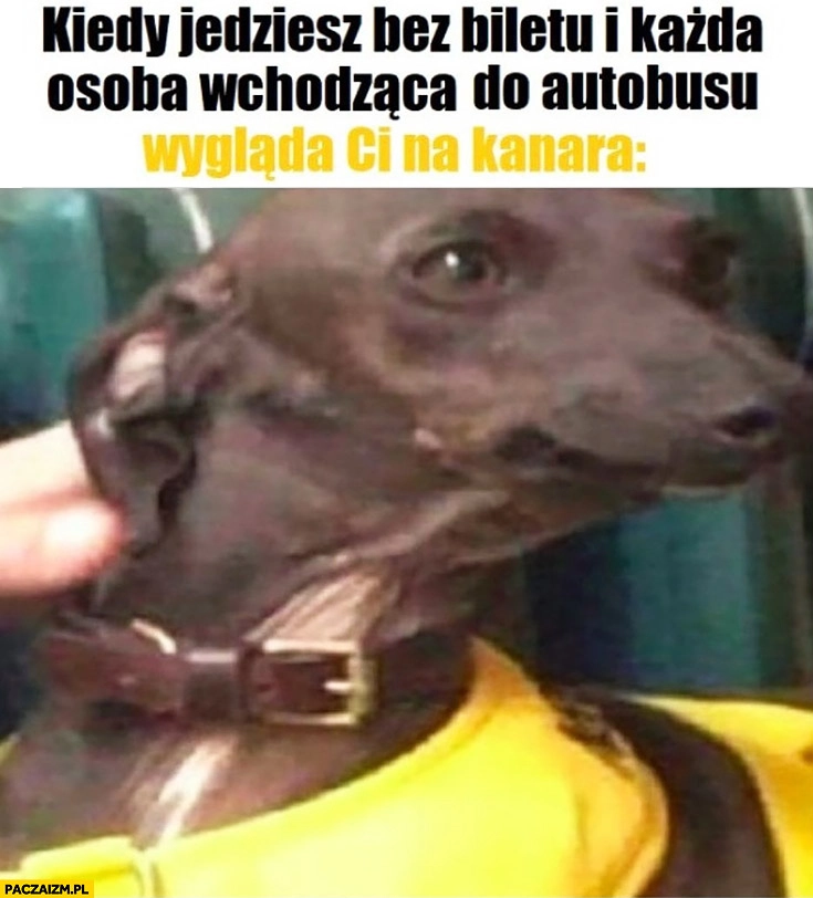 
    Pies kiedy jedziesz bez biletu i każda osoba wchodząca do autobusu wygląda Ci na kanara