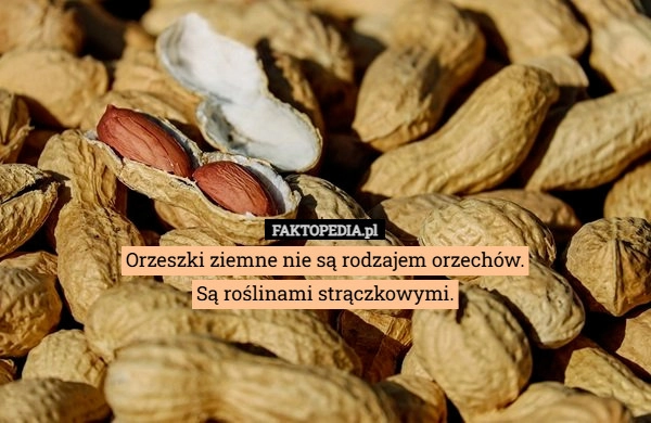 
    Orzeszki ziemne nie są rodzajem orzechów.
Są roślinami strączkowymi.