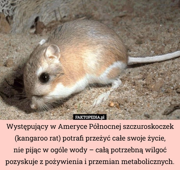 Występujący w Ameryce Północnej szczuroskoczek (kangaroo rat) potrafi przeżyć...