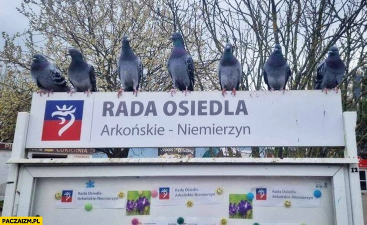Rada osiedla Arkońskie Niemierzyn gołębie
