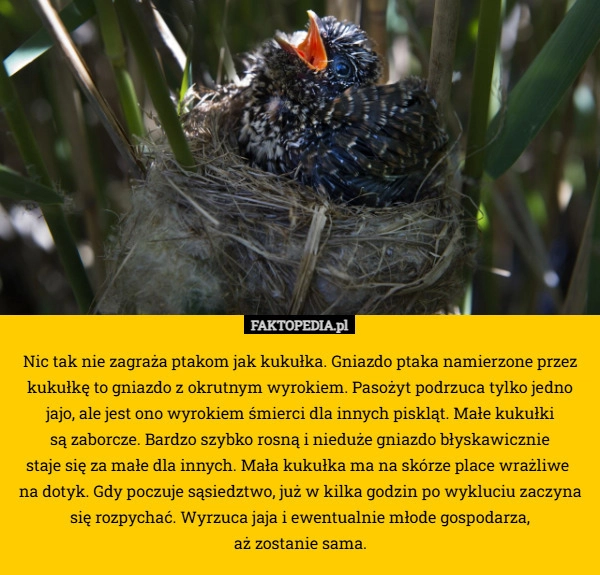 Nic tak nie zagraża ptakom jak kukułka. Gniazdo ptaka namierzone przez kukułkę