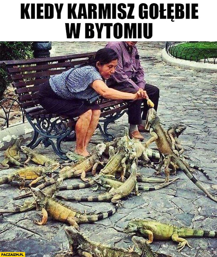 
    Kiedy karmisz gołębie w Bytomiu jaszczurki