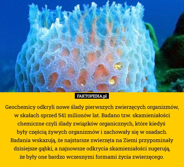 Geochemicy odkryli nowe ślady pierwszych zwierzęcych organizmów,
 w skałach