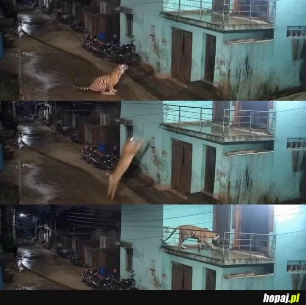 Tygrys skoczył 5m w górę i spędził noc u ziomka na balkonie