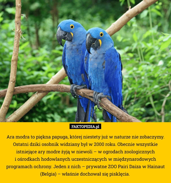 Ara modra to piękna papuga, której niestety już w naturze nie zobaczymy.