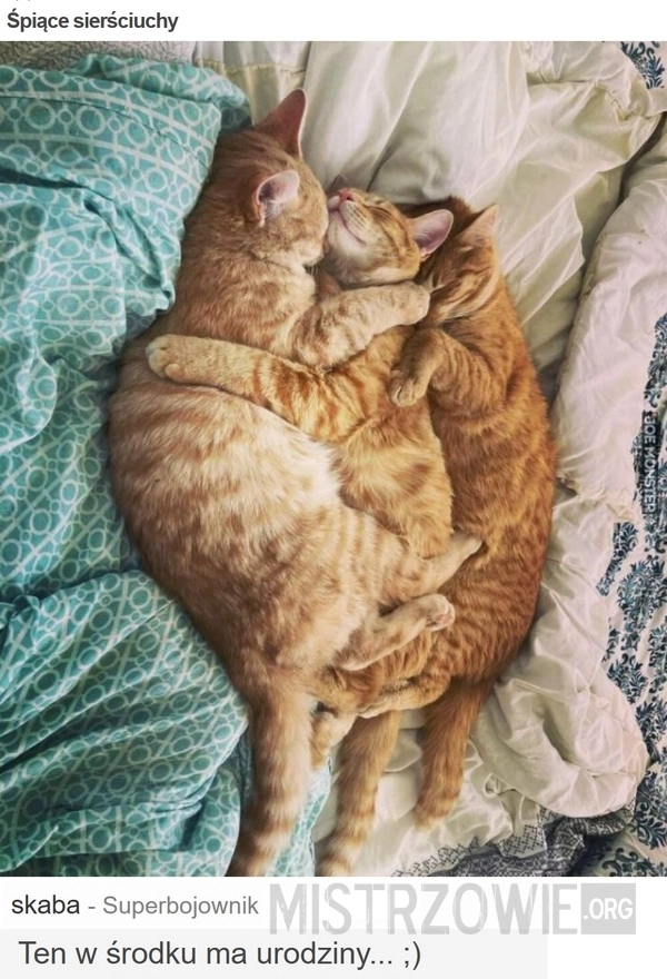 
    Śpiące sierściuchy