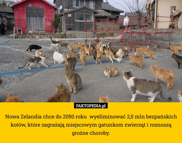
    Nowa Zelandia chce do 2050 roku  wyeliminować 2,5 mln bezpańskich kotów,