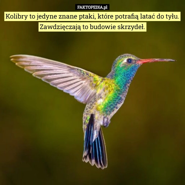 Kolibry to jedyne znane ptaki, które potrafią latać do tyłu. Zawdzięczają