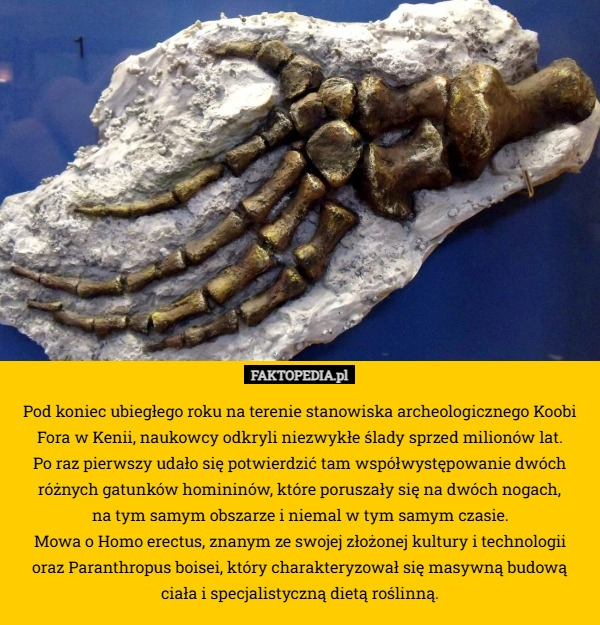 Pod koniec ubiegłego roku na terenie stanowiska archeologicznego Koobi Fora