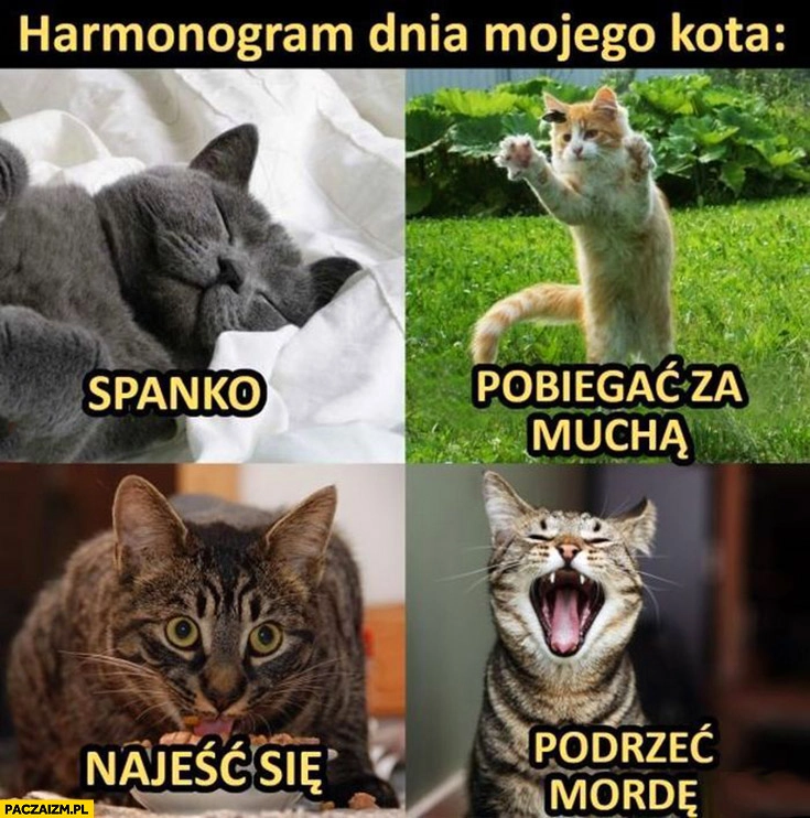 Harmonogram dnia mojego kota: spanko, pobiegać za muchą, najeść się, podrzeć mordę