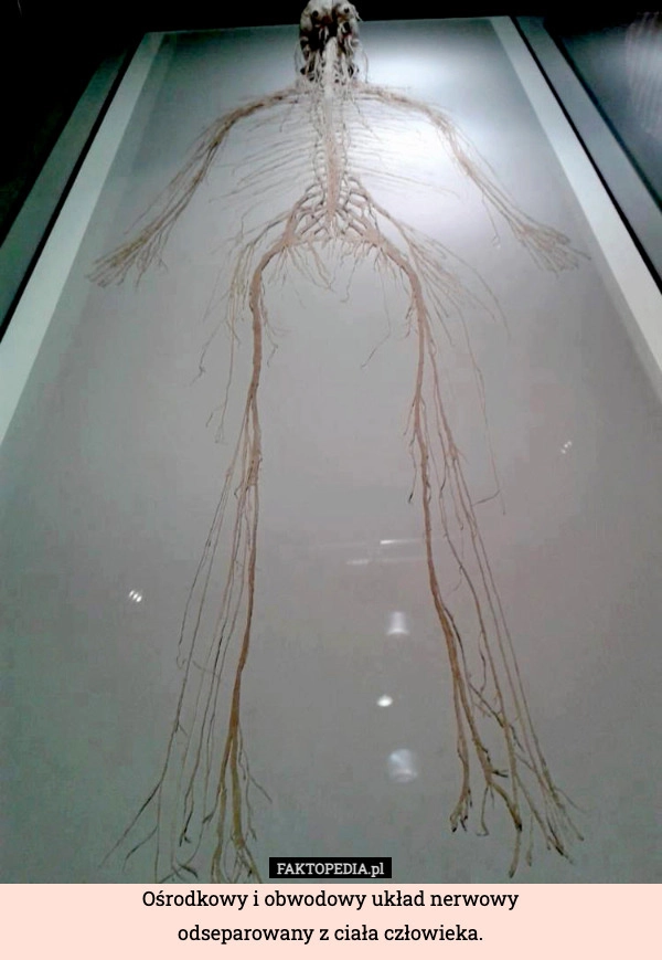 Ośrodkowy i obwodowy układ nerwowy
odseparowany z ciała człowieka.