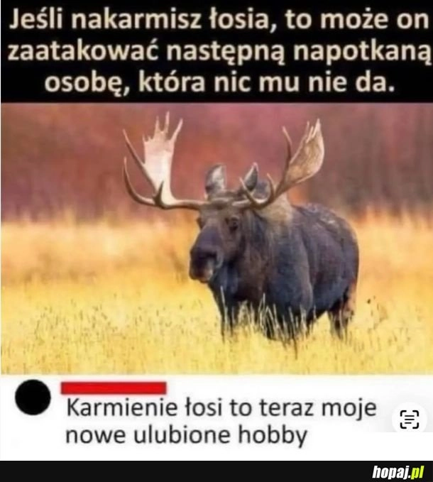 
    Brzmi jak świetny plan, a potem znowu spotykasz tego samego łosia, a nie masz juz zapasowej kanapki