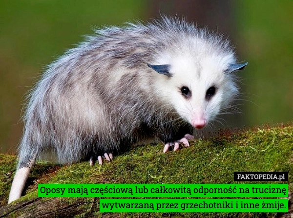 Oposy mają częściową lub całkowitą odporność na truciznę wytwarzaną przez