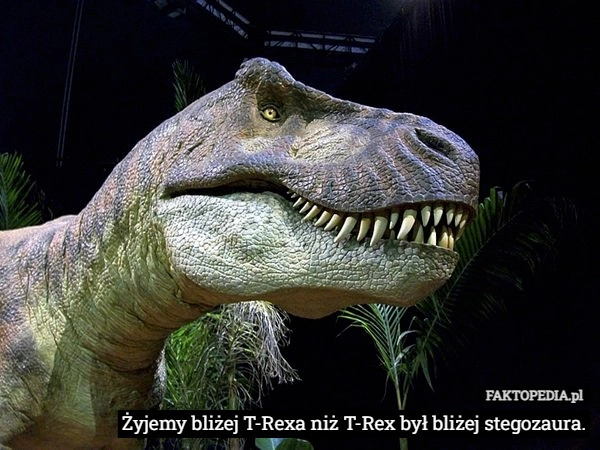 Żyjemy bliżej T-Rexa niż T-Rex był bliżej stegozaura.