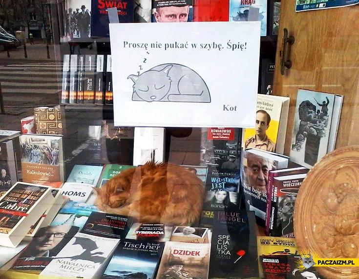 Proszę nie pukać w szybę. Śpię. Kot
