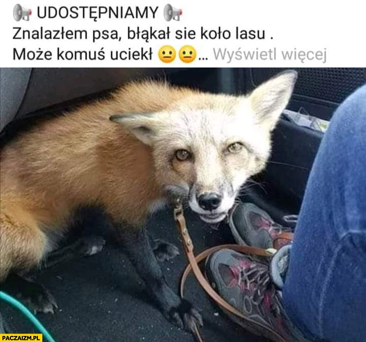 
    Lis udostępniamy znalazłem psa błąkał się koło lasu, może komuś uciekł?