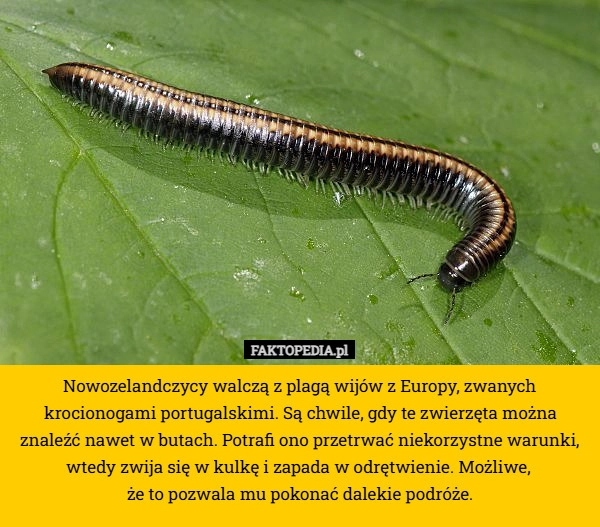 
    Nowozelandczycy walczą z plagą wijów z Europy, zwanych krocionogami portugalskimi.