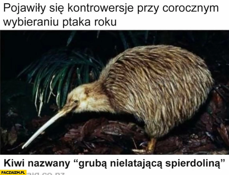 
    Pojawiły się kontrowersje przy corocznym wybieraniu ptaka roku kiwi nazwany gruba nielatającą spierdzieliną