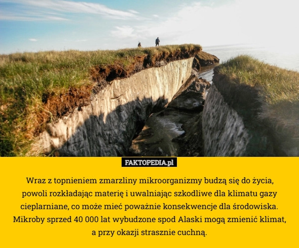 Wraz z topnieniem zmarzliny mikroorganizmy budzą się do życia,
 powoli rozkładając