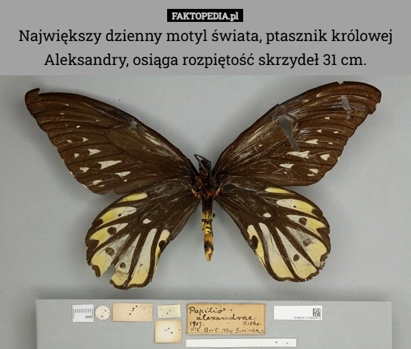 Największy dzienny motyl świata, ptasznik królowej Aleksandry, osiąga rozpiętość...