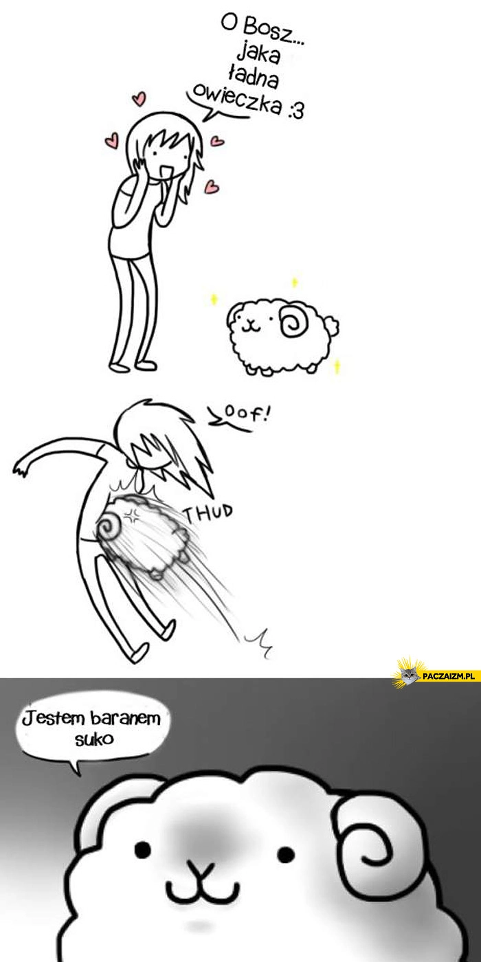 Jestem baranem suko