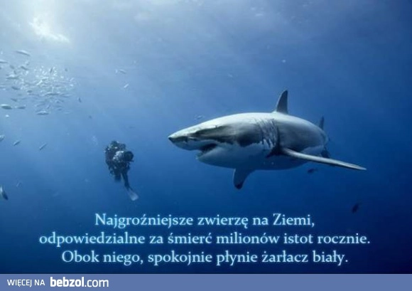 Najgroźniejsze zwierzęta na Ziemi