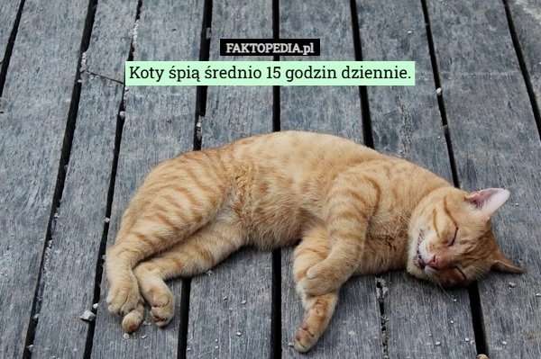 Koty śpią średnio 15 godzin dziennie.