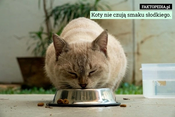 Koty nie czują smaku słodkiego.