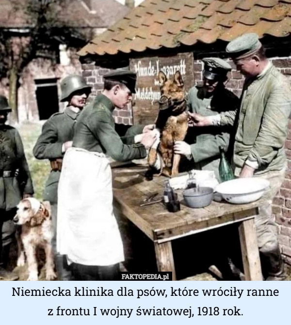 Niemiecka klinika dla psów, które wróciły ranne z frontu I wojny światowej...