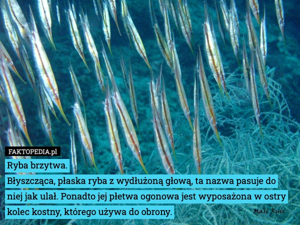 Ryba brzytwa.
Błyszcząca, płaska ryba z wydłużoną głową, ta nazwa pasuje