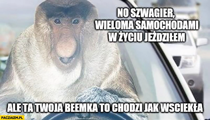 
    No szwagier wieloma samochodami w życiu jeździłem ale ta Twoja beemka BMW chodzi jak wściekła typowy Polak nosacz małpa