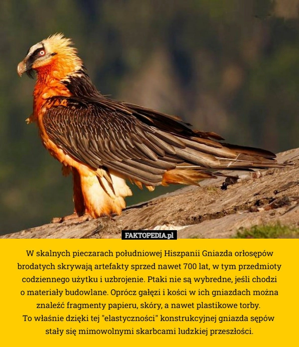 W skalnych pieczarach południowej Hiszpanii Gniazda orłosępów brodatych
