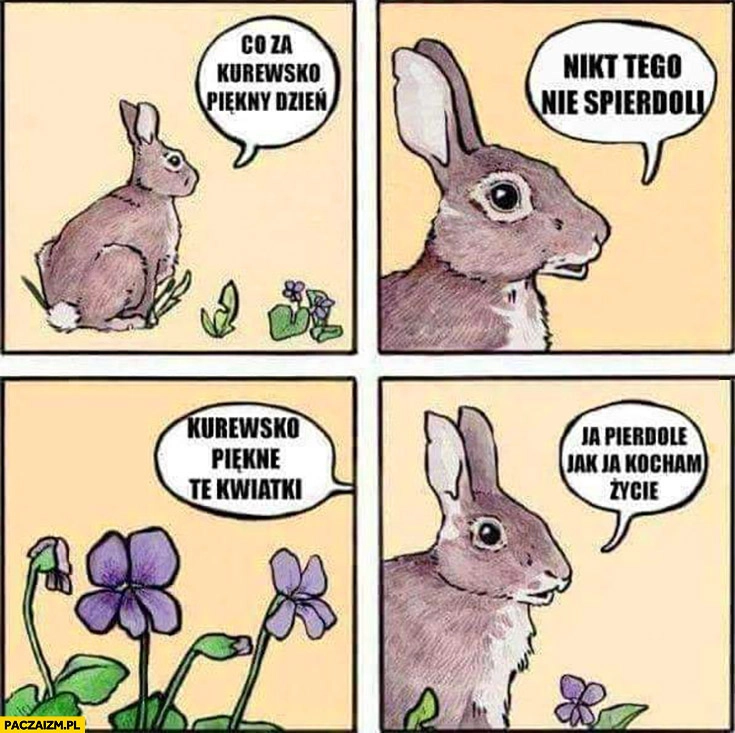 Zając co za piękny dzień nikt tego nie spierdzieli piękne te kwiatki, ja pierdziele jak ja kocham życie komiks