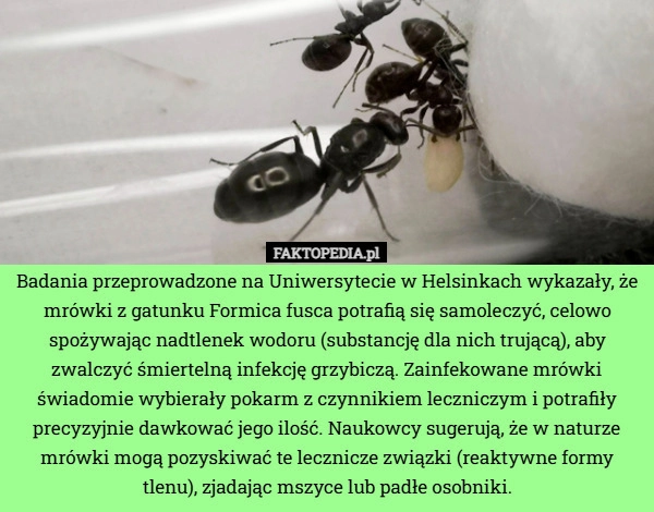 Badania przeprowadzone na Uniwersytecie w Helsinkach wykazały, że mrówki
