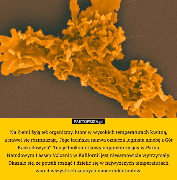 Na Ziemi żyją też organizmy, które w wysokich temperaturach kwitną,
 a nawet