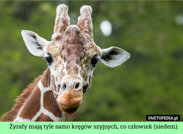 Żyrafy mają tyle samo kręgów szyjnych, co człowiek (siedem).