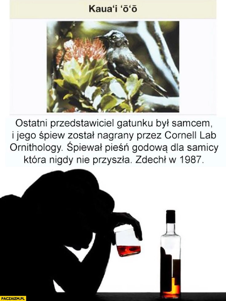 
    Ptak ostatni przedstawiciel gatunku był samcem, śpiewał pieść dla samicy która nigdy nie przyszła
