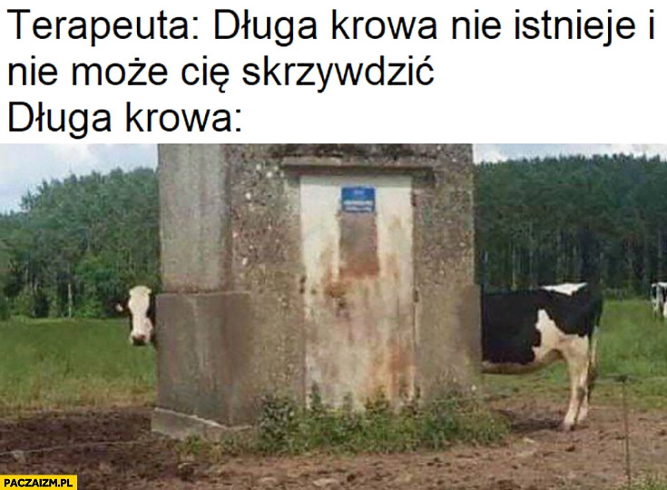 Terapeuta: długa krowa nie istnieje i nie może Cię skrzywdzić