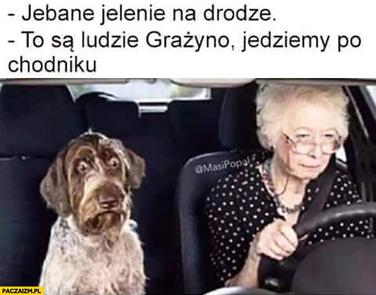 Jelenie na drodze, to są ludzie Grażyno, jedziemy po chodniku przerażony pies
