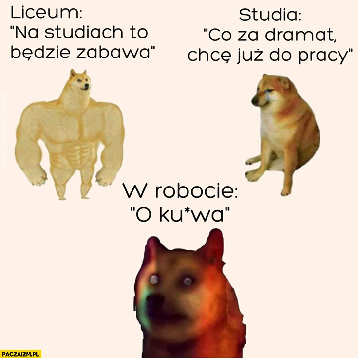 Liceum na studiach to będzie zabawa vs studia co za dramat chce już do pracy w robocie o kurna pies pieseł doge cheems