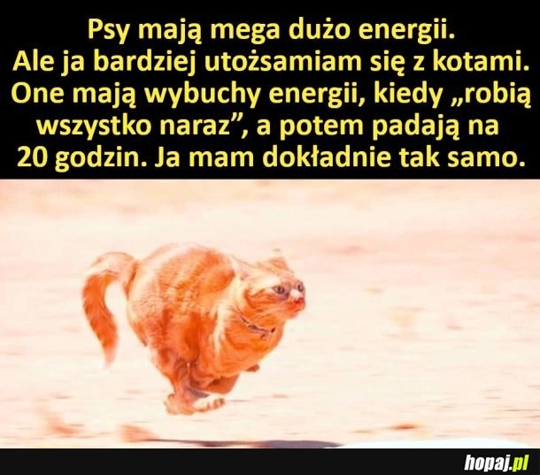 Utożsamiam się z kotami