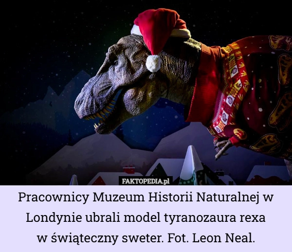 Pracownicy Muzeum Historii Naturalnej w Londynie ubrali model tyranozaura...