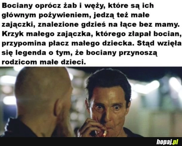 Krwiożercze bociany