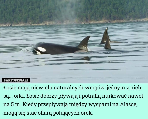 Łosie mają niewielu naturalnych wrogów, jednym z nich są... orki. Łosie