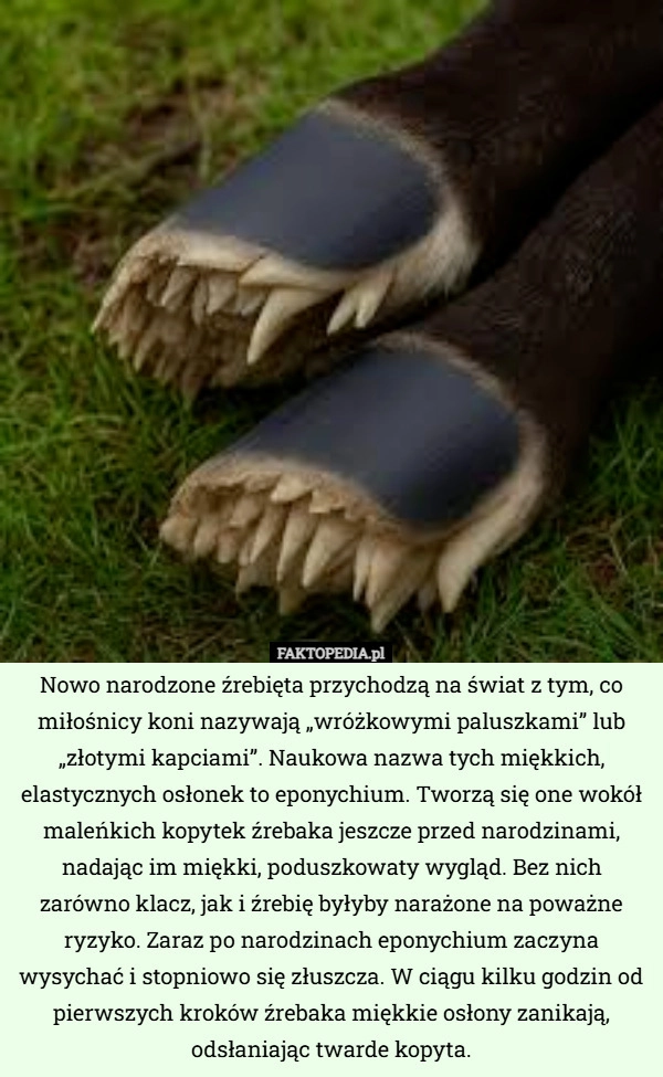 Nowo narodzone źrebięta przychodzą na świat z tym, co miłośnicy koni nazywają...